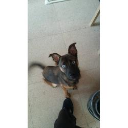 Pup for sale