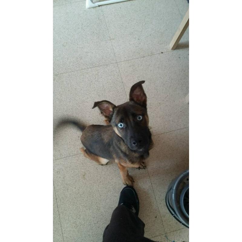 Pup for sale