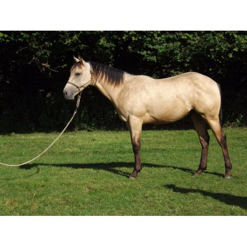 Outstanding Quarter Horse Youngster
