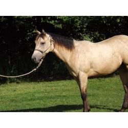 Outstanding Quarter Horse Youngster
