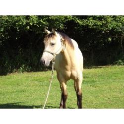 Outstanding Quarter Horse Youngster