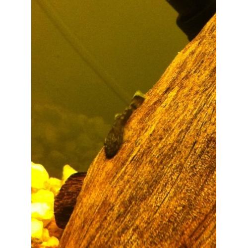 Bristlenose plecs for sale