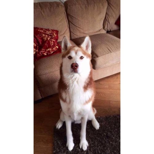 Siberian Huskies (not pups, husky) *FREE TO A GOOD HOME* Northern Ireland
