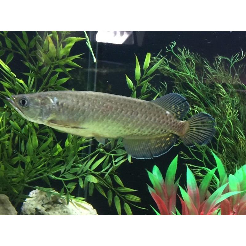 Jardini Arowana