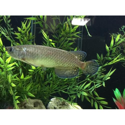 Jardini Arowana