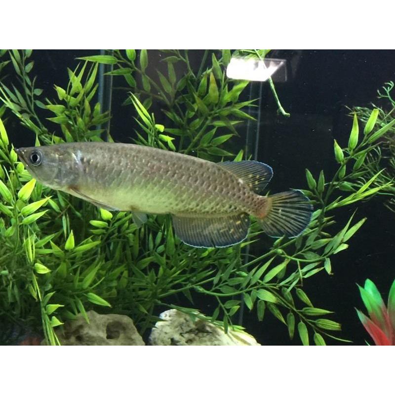 Jardini Arowana