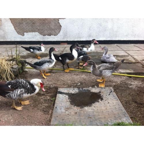 Alan, the Muscovy drake