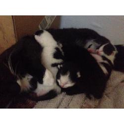 4 kittens for sale ready 21st October