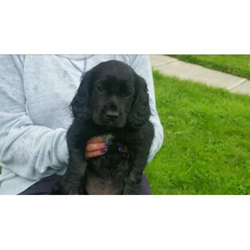 Cocker spaniel pup