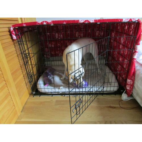 Large Dog Cage/Crate