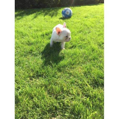 exceptioanal french bulldog pups