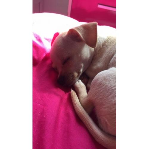 16 weeks old female full pedigree chihuahua