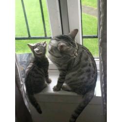 Gorgeous female snow bengal/blue russian cross