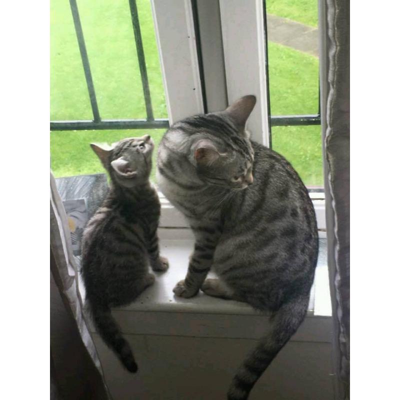 Gorgeous female snow bengal/blue russian cross