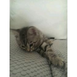 Gorgeous female snow bengal/blue russian cross