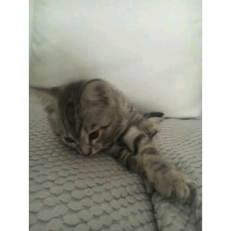 Gorgeous female snow bengal/blue russian cross