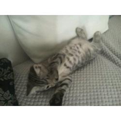 Gorgeous female snow bengal/blue russian cross
