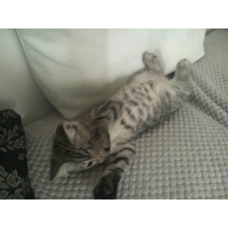 Gorgeous female snow bengal/blue russian cross