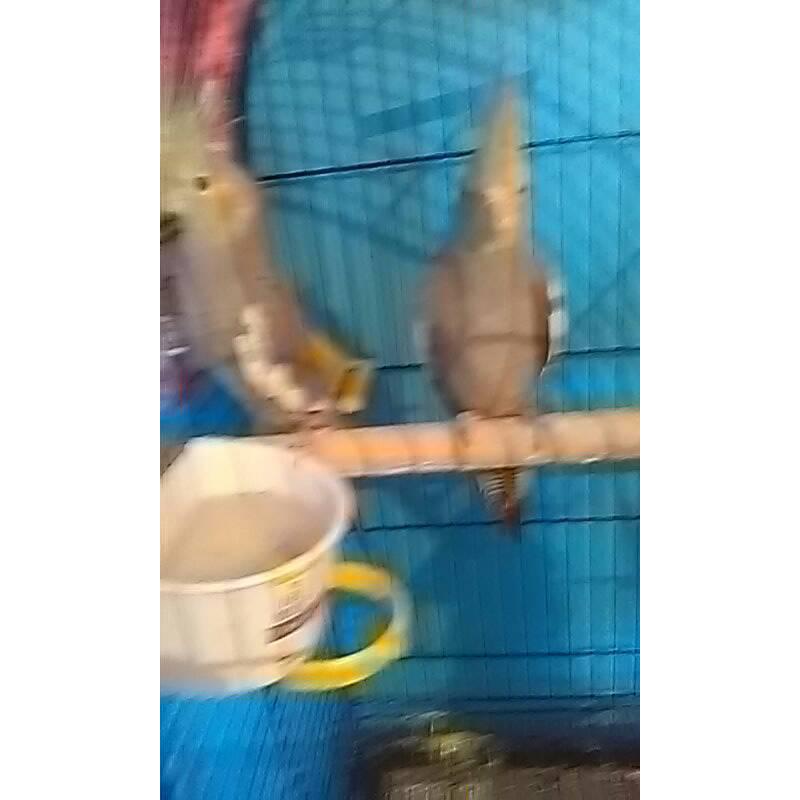 TWO (MALE) COCKATIEL (5 MONTHS OLD)