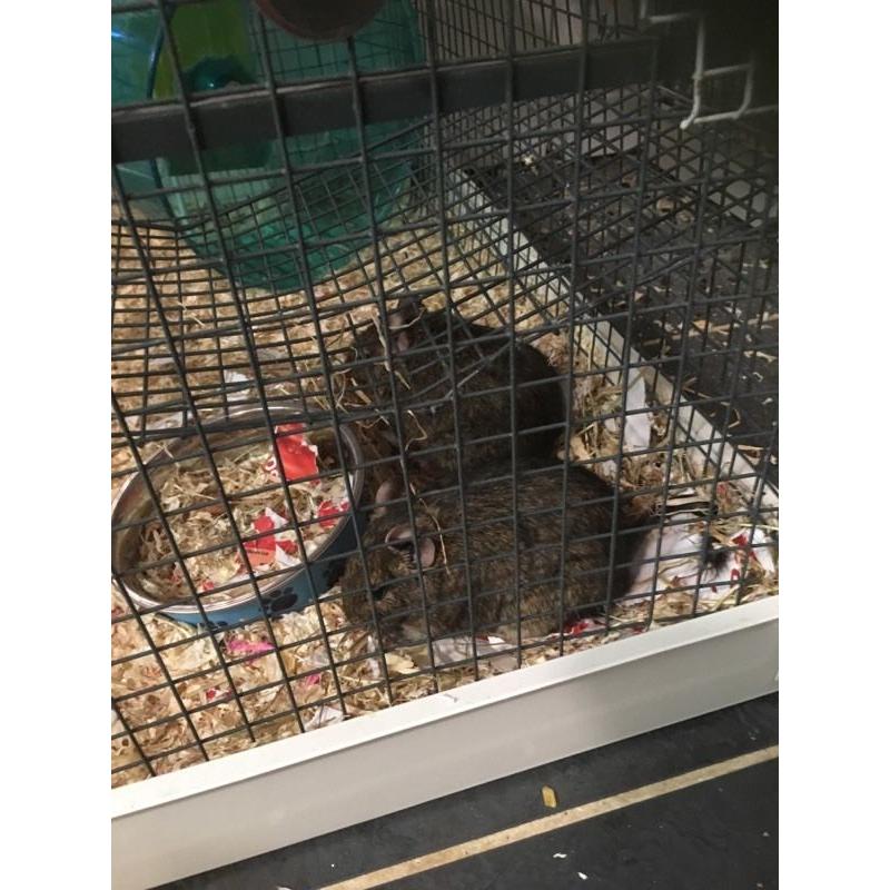 3 male degus, cage, food,... Needing a new home:)