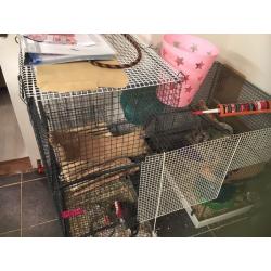 3 male degus, cage, food,... Needing a new home:)