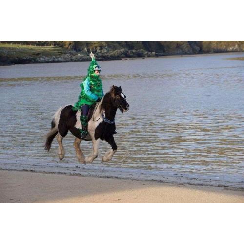 WANTED 14.2hh+ hardy project