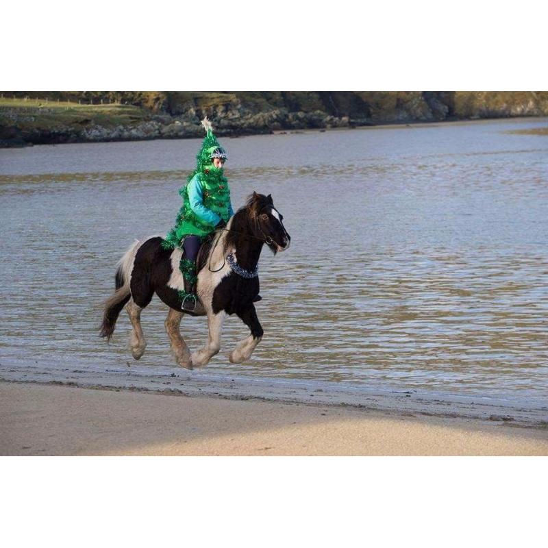 WANTED 14.2hh+ hardy project