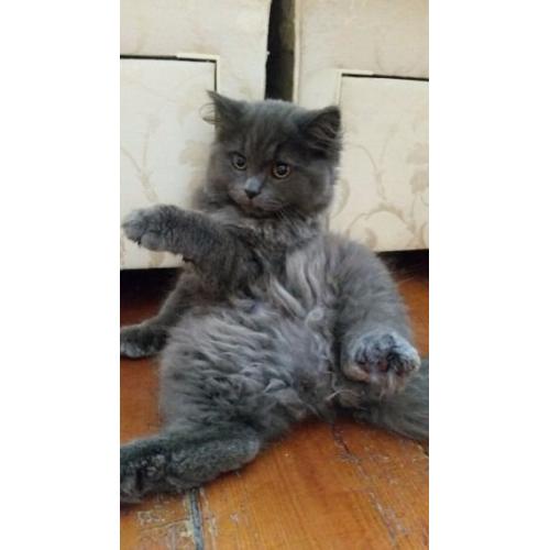 Norwegian Forest Cat Kitten