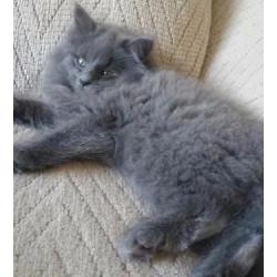 Norwegian Forest Cat Kitten
