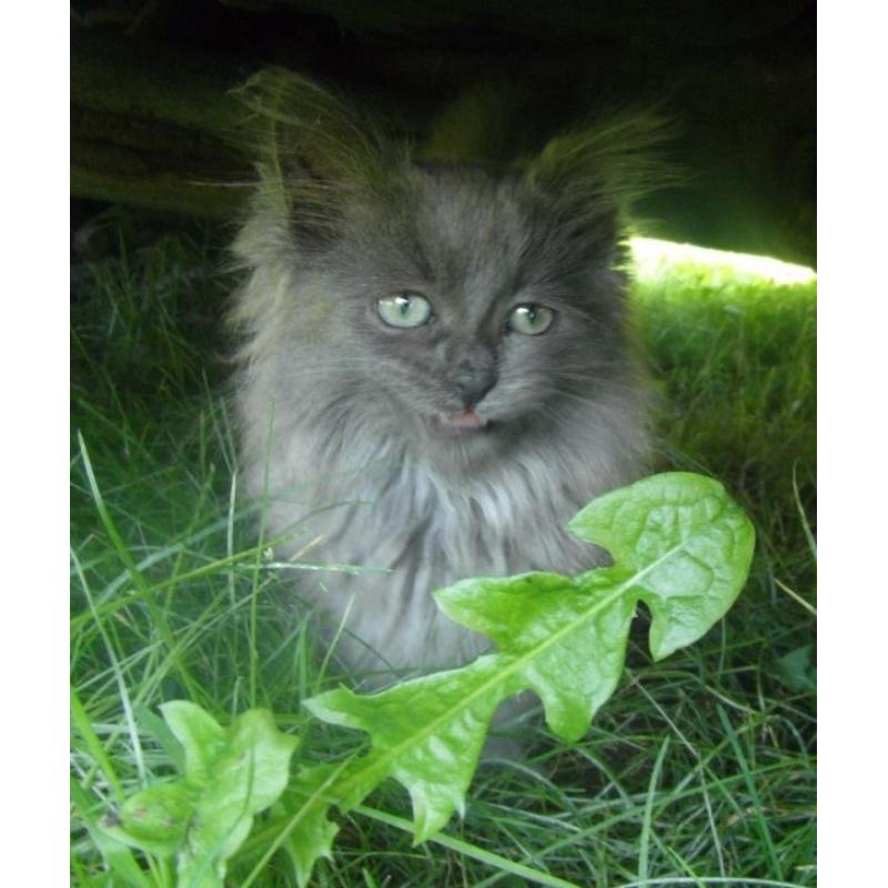 Norwegian Forest Cat Kitten
