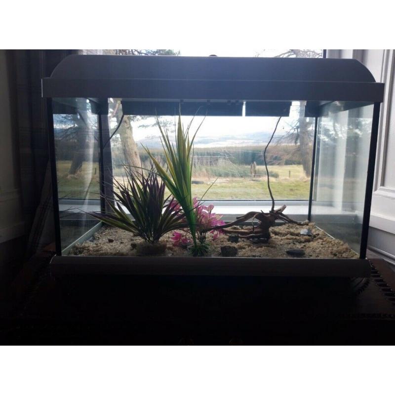 REDUCED to ?15 for quick sale *60L aquarium set up with accessories*