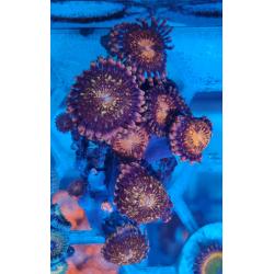 Coral reef marine