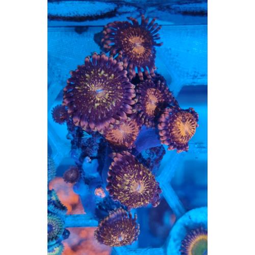 Coral reef marine