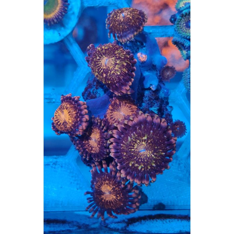 Coral reef marine