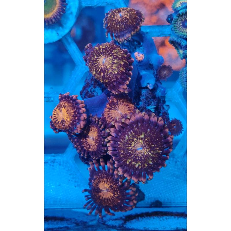 Coral reef marine