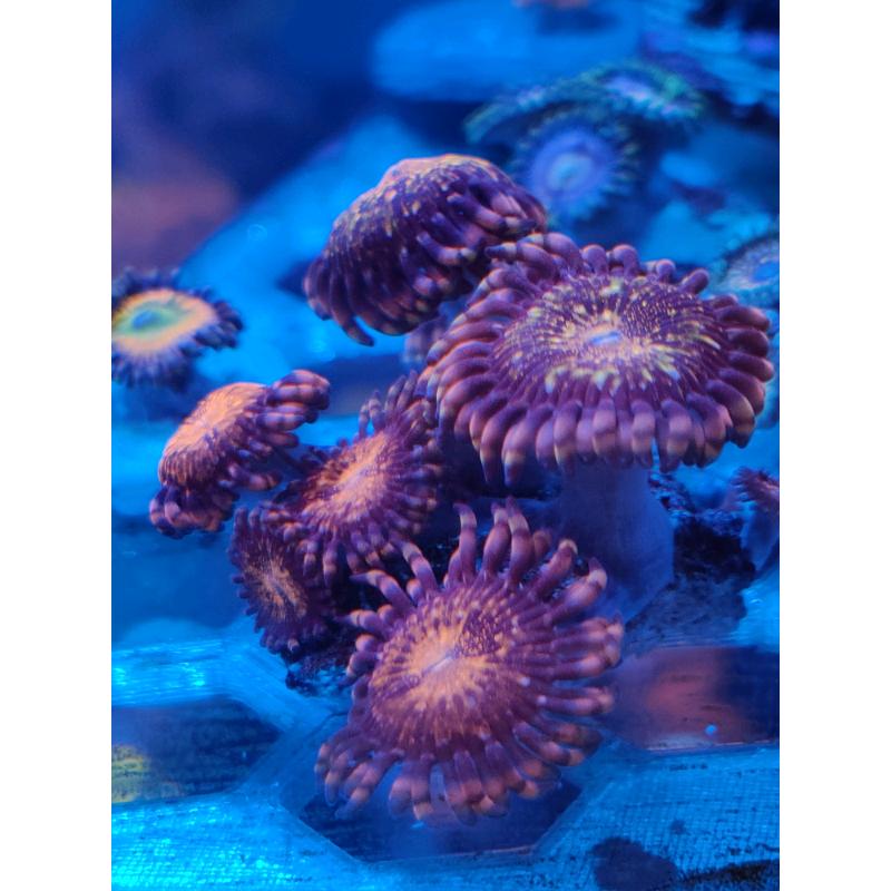 Coral reef marine