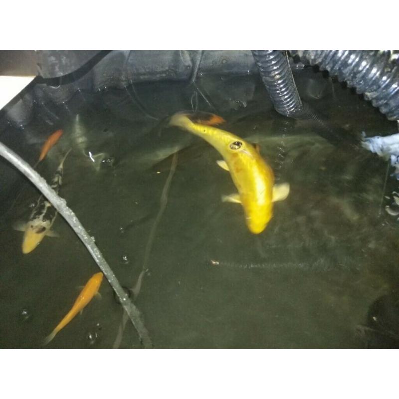 Koi carp and Goldfish.