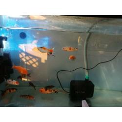 Koi carp and Goldfish.