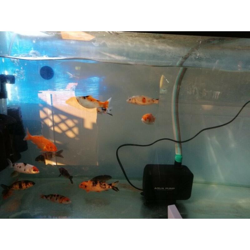 Koi carp and Goldfish.