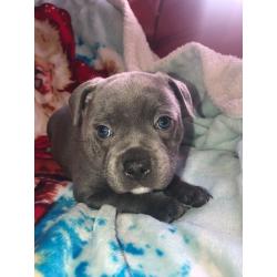 Male blue staff puppy