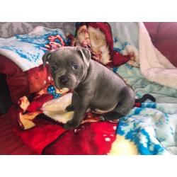 Male blue staff puppy