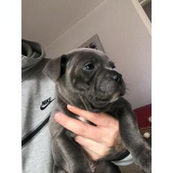 Male blue staff puppy