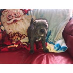 Male blue staff puppy