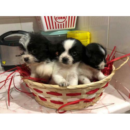 Shih tzu x jack Yorkshire