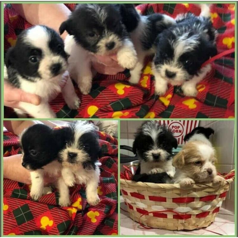 Shih tzu x jack Yorkshire