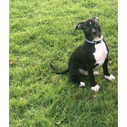 AMERICAN BULLDOG PUPPIES, ready to leave now