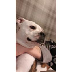 AMERICAN BULLDOG PUPPIES, ready to leave now