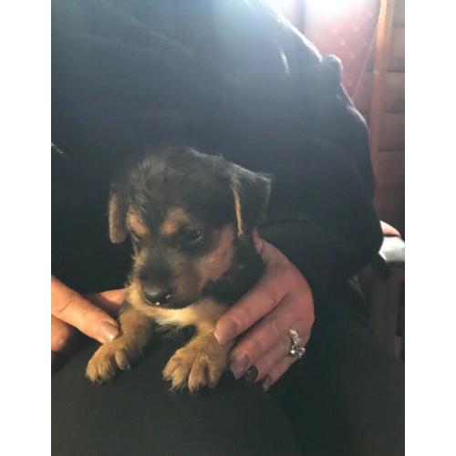Beautiful Patterdale x Lakeland terrier pups