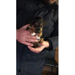 Beautiful Patterdale x Lakeland terrier pups