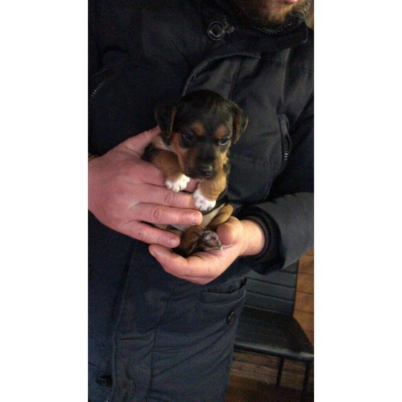 Beautiful Patterdale x Lakeland terrier pups